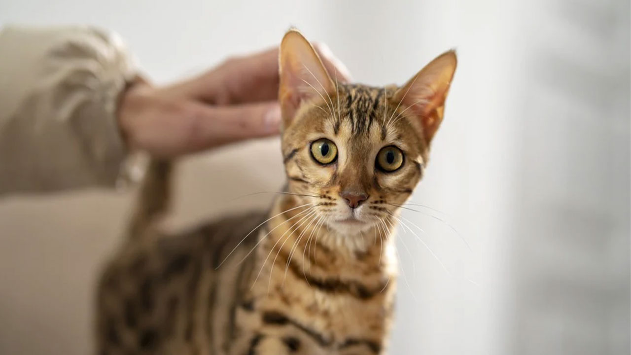 Bengal kedi