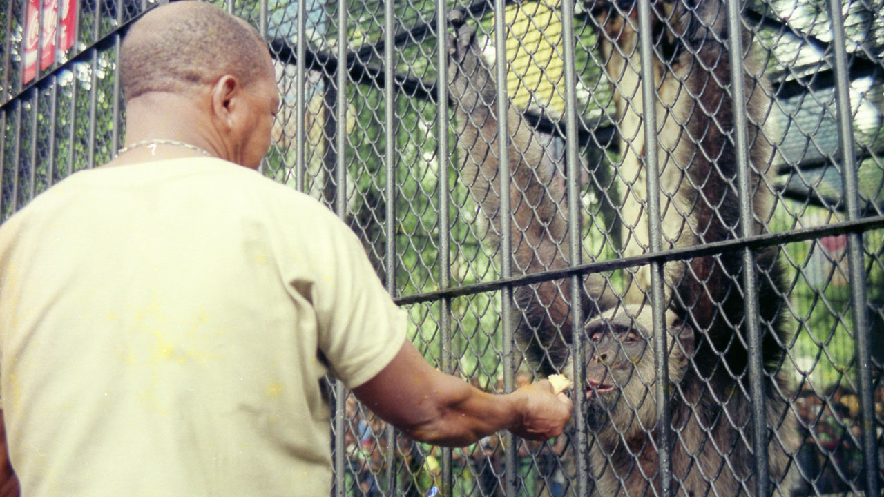 Macaco Tião