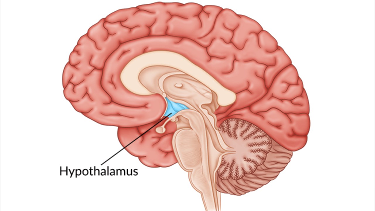 Hipotalamus