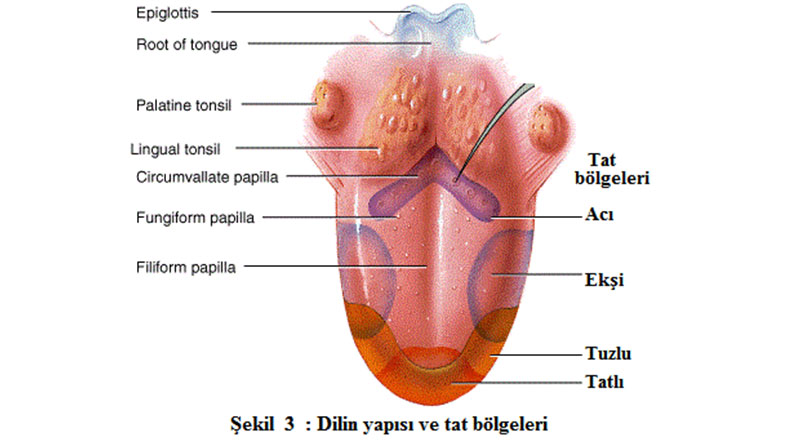 dilin tat alma bölgeleri