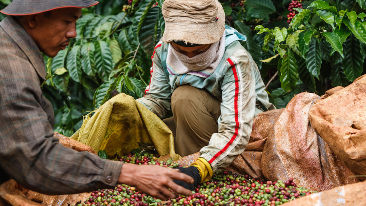 vietnam kahve üretimi