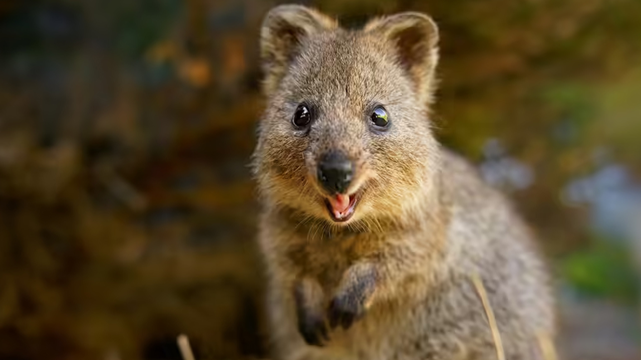 Quokka