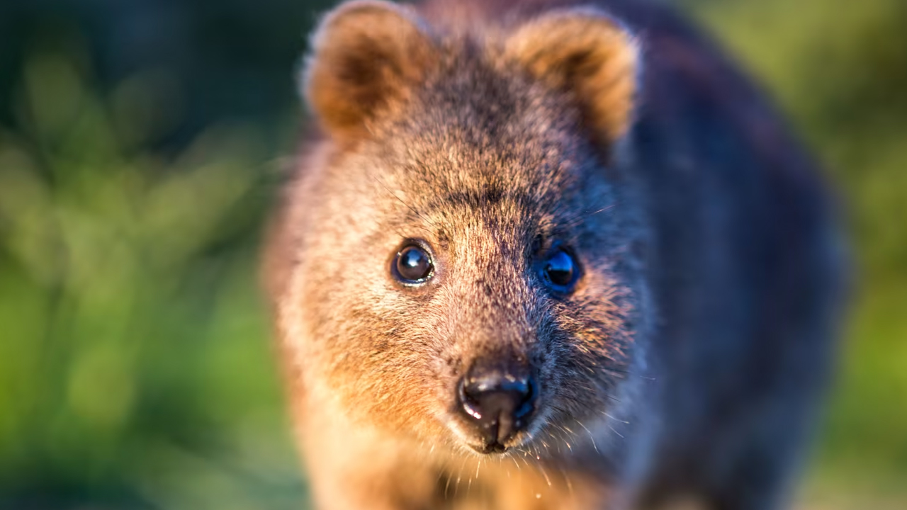 Quokka hakkında bilgi