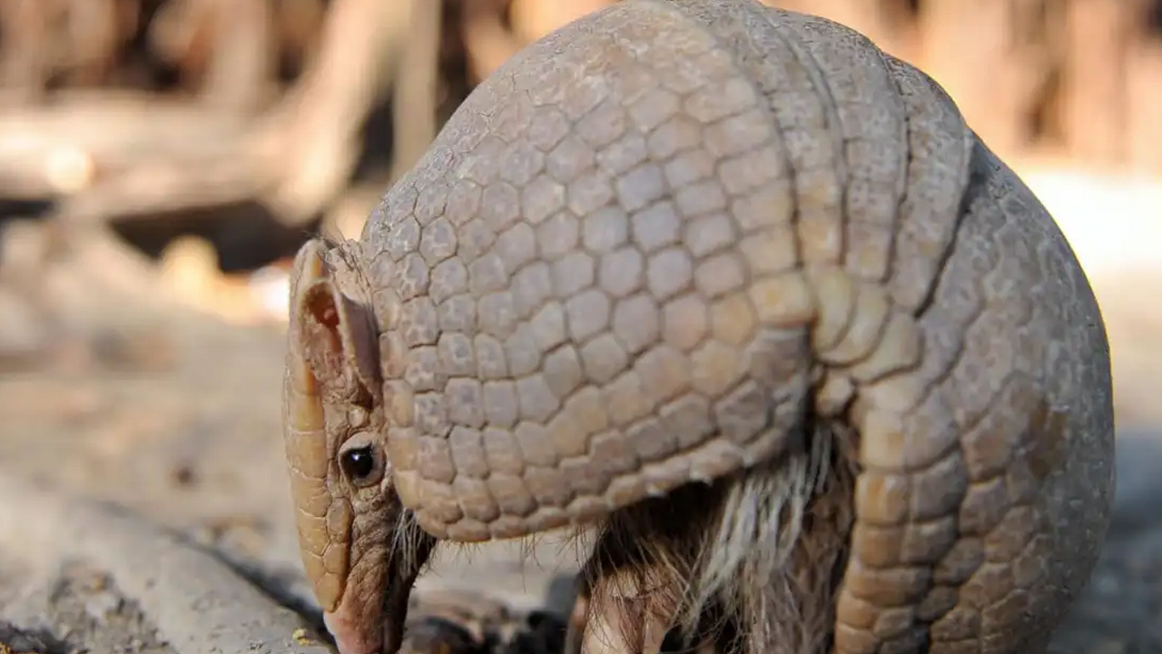 armadillo özellikleri