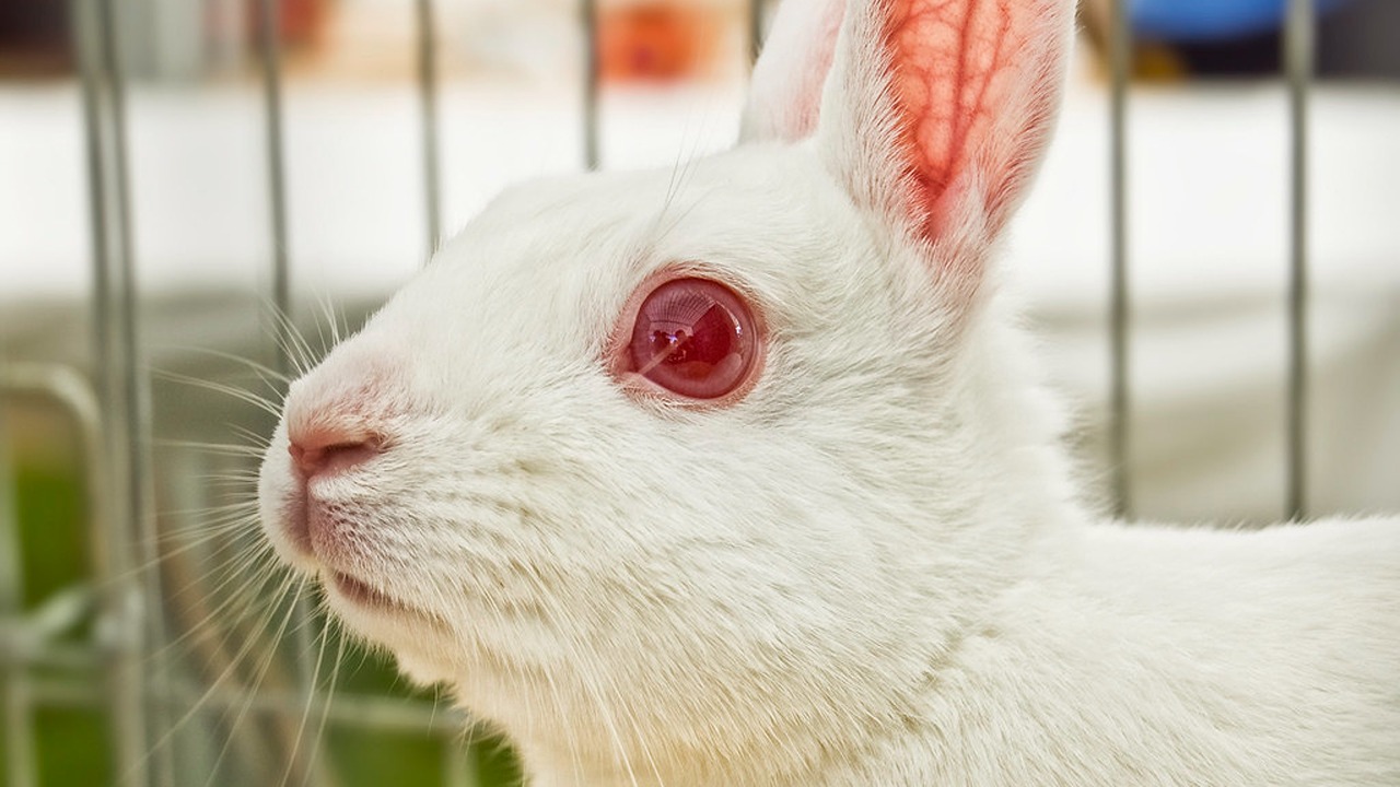 albino tavşan