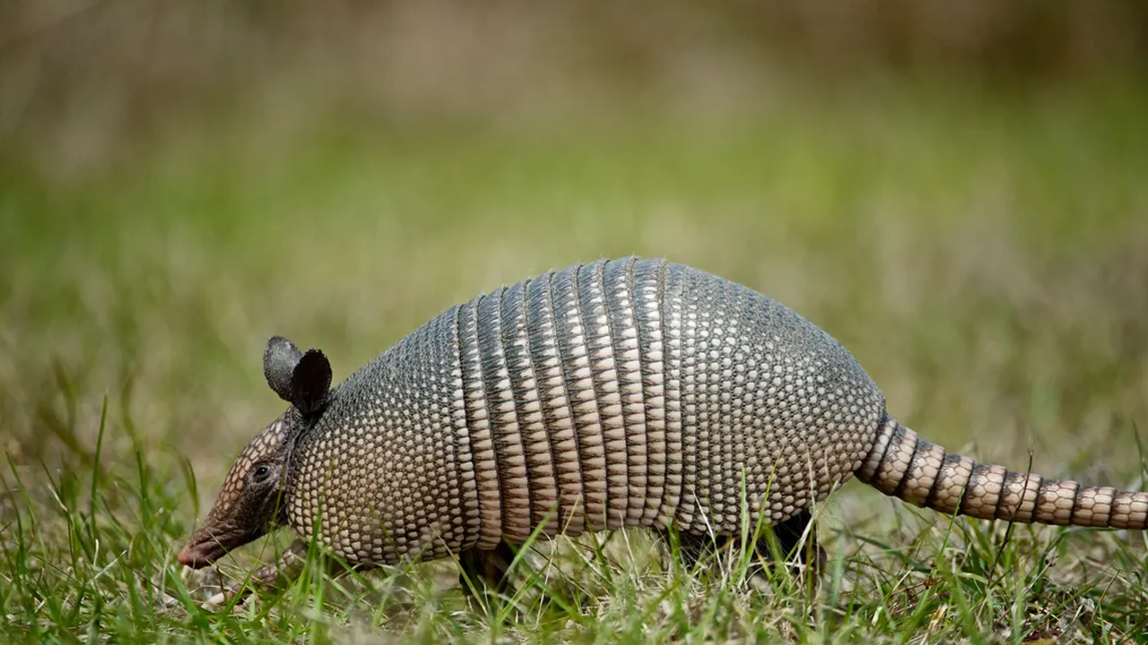 armadillo