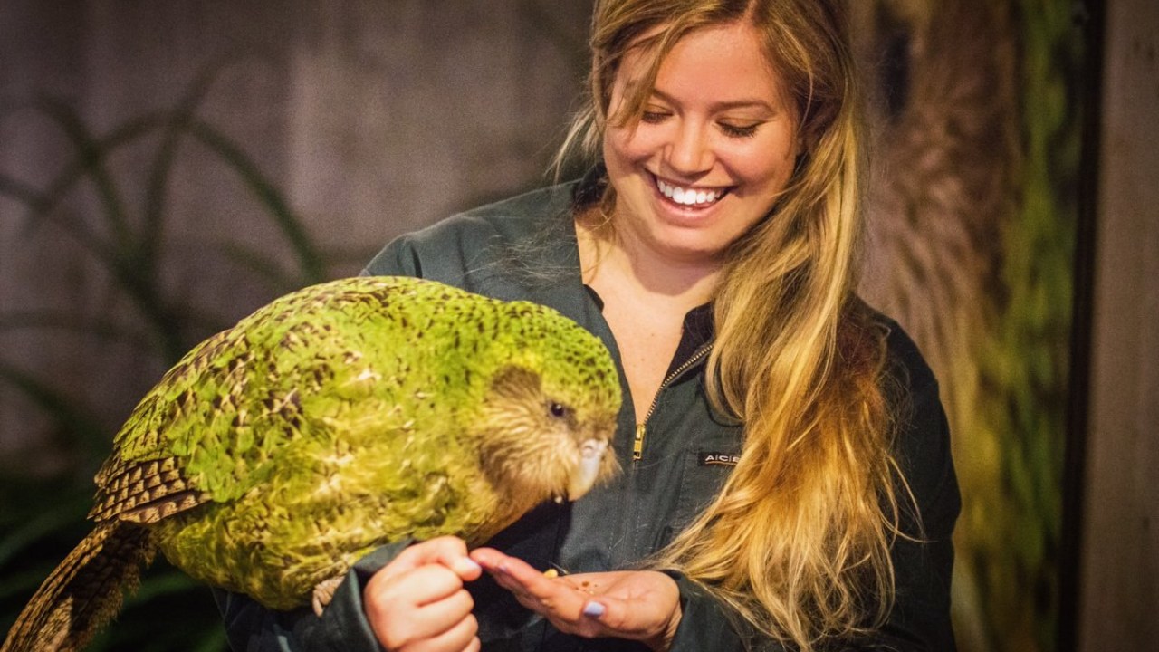 kakapo