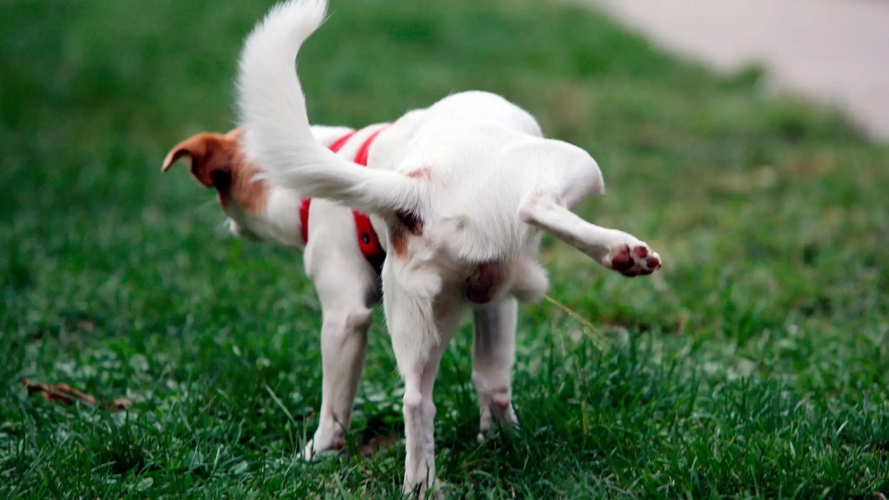 köpek çiş