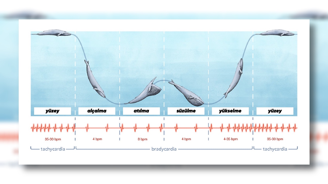 balina kalp atışı