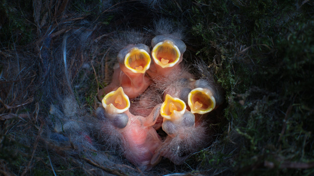 bebek kuş