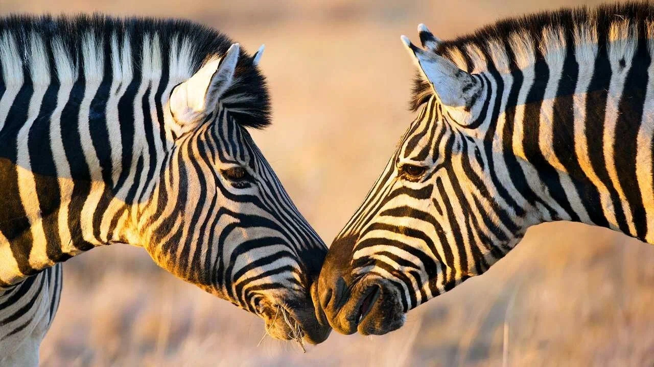 zebra