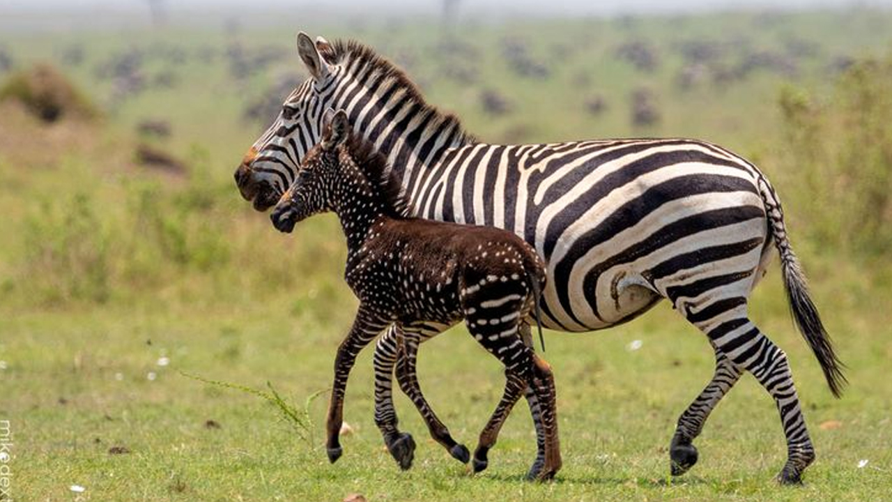 zebra yavrusu