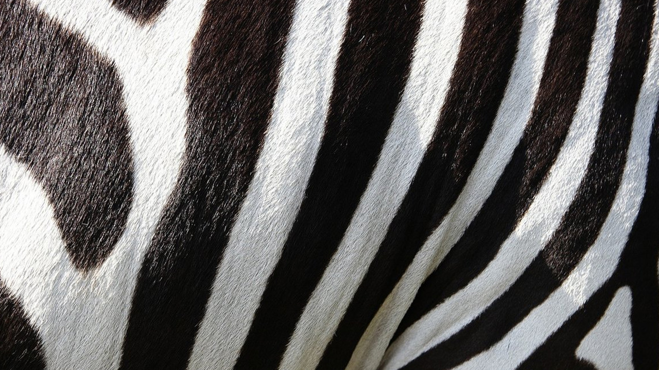 zebra çizgisi