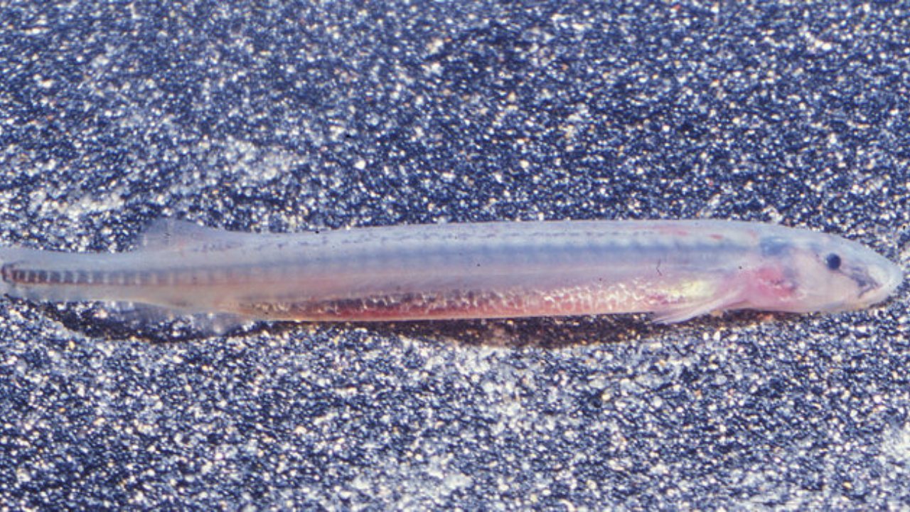 candiru