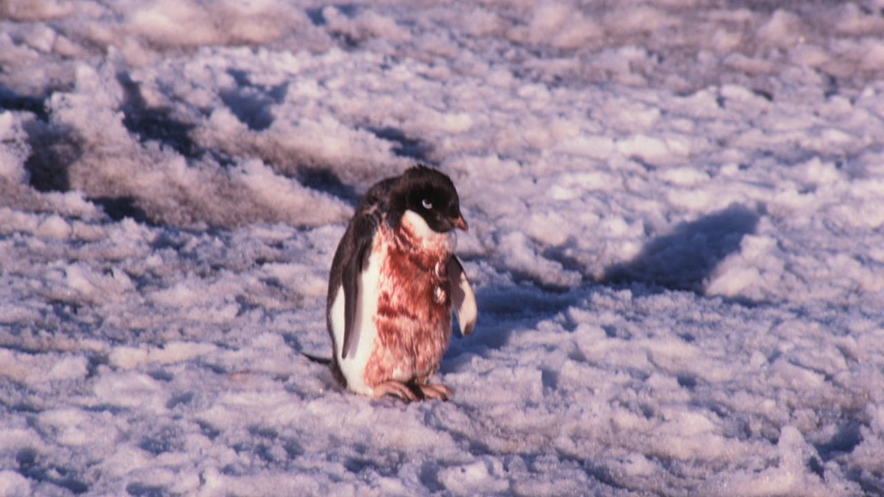 penguen