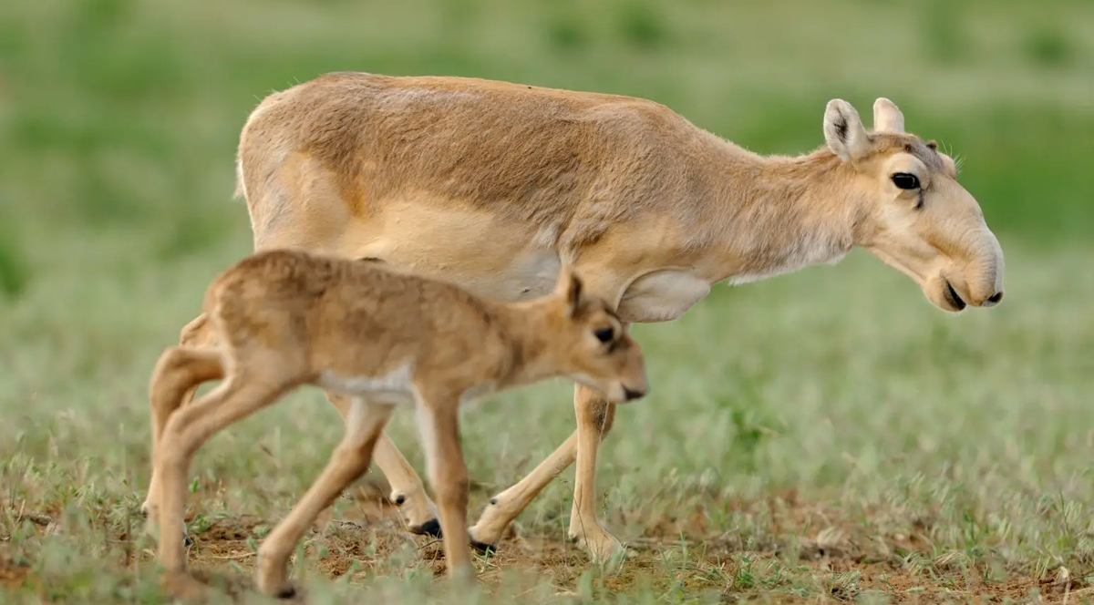 Saiga antilobu çiftleşme