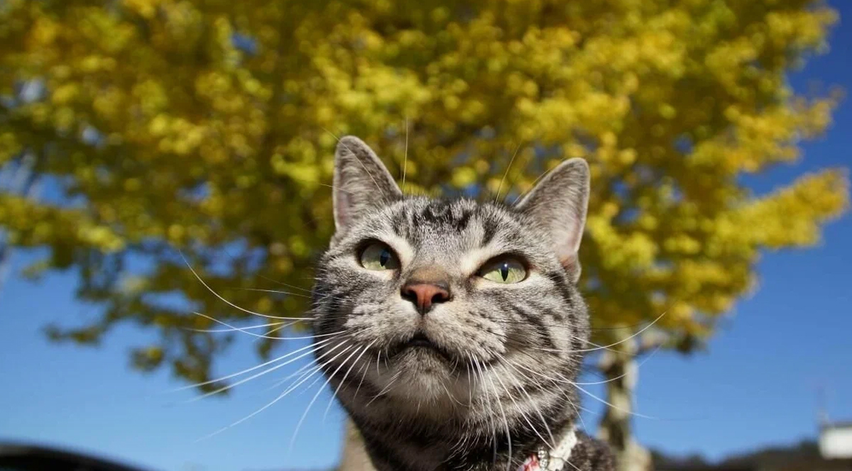 kedi bıyığı