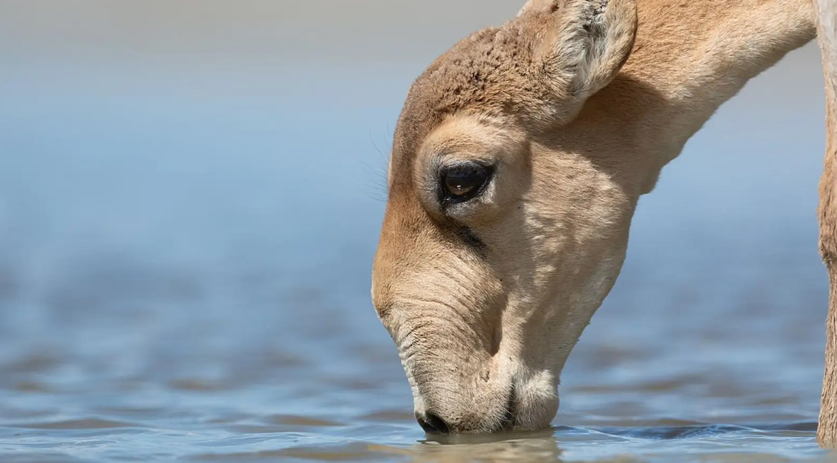 Saiga antilobu