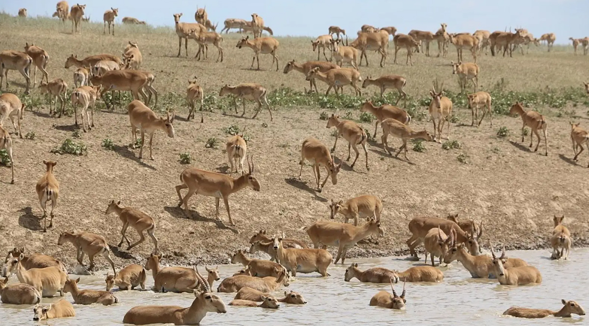 Saiga antilobu hakkında bilgiler