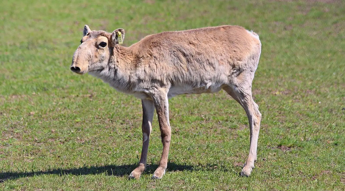 Saiga antilobu nesli tükeniyor mu