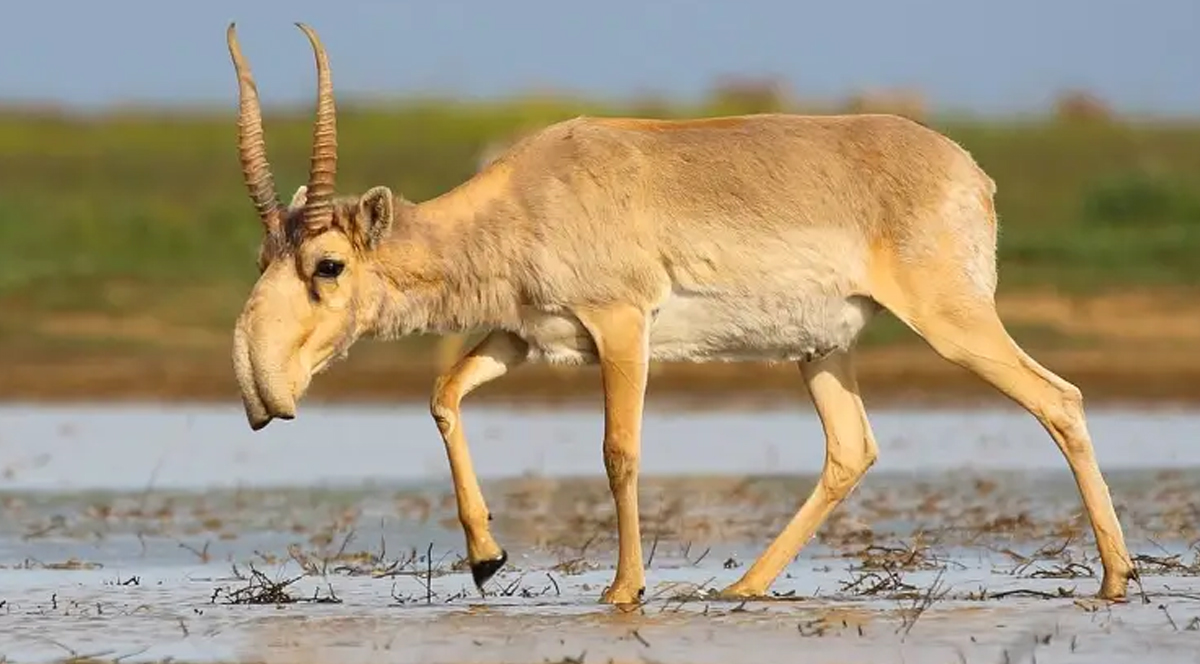 Saiga antilobu göç