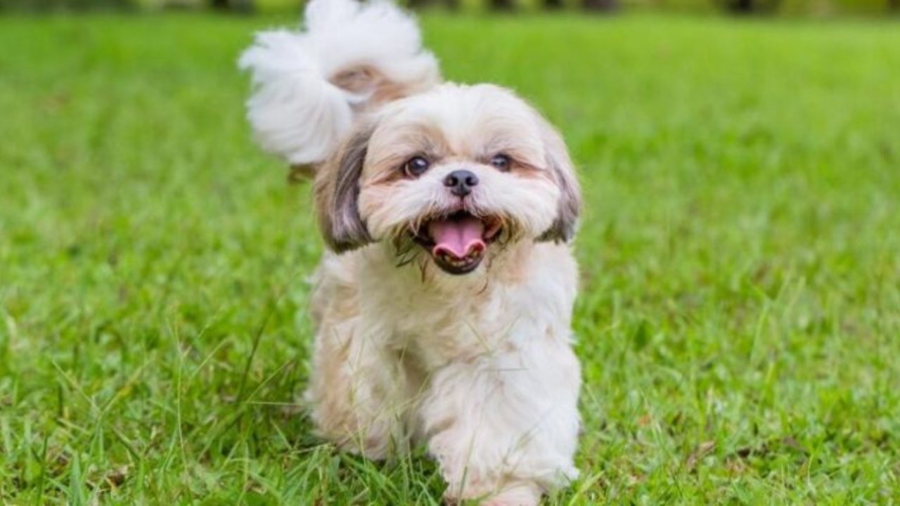 shih tzu