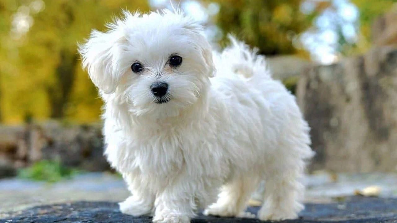 maltese