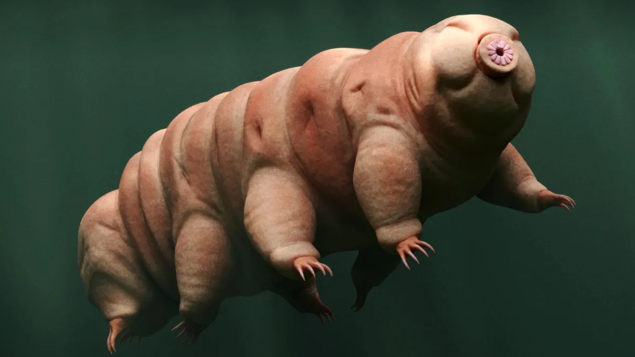 tardigrat