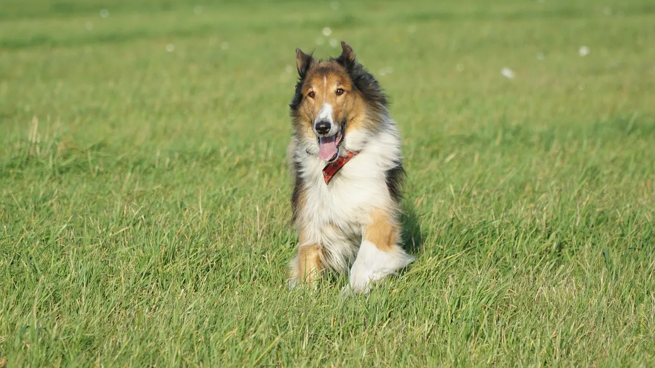 İskoç köpekleri