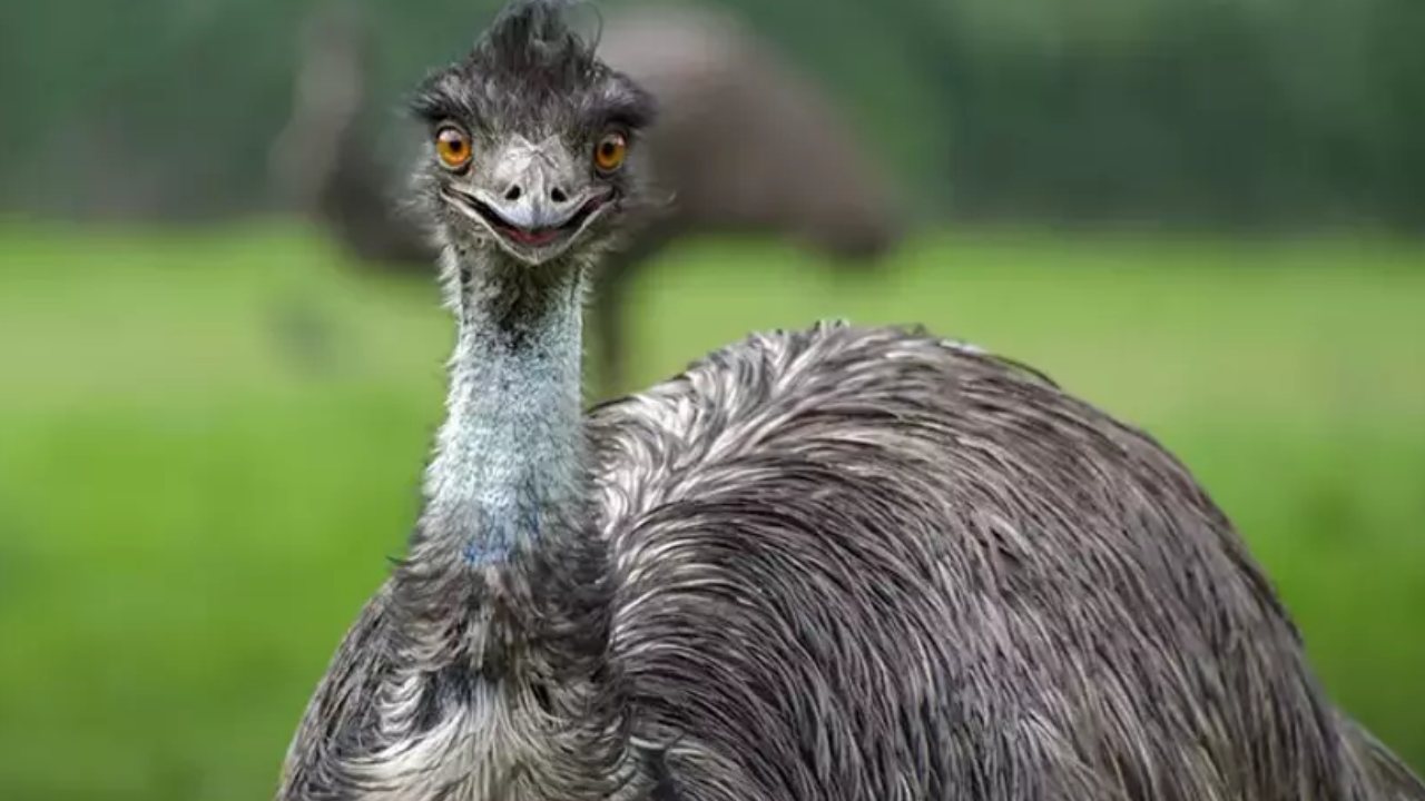 emu kuşu