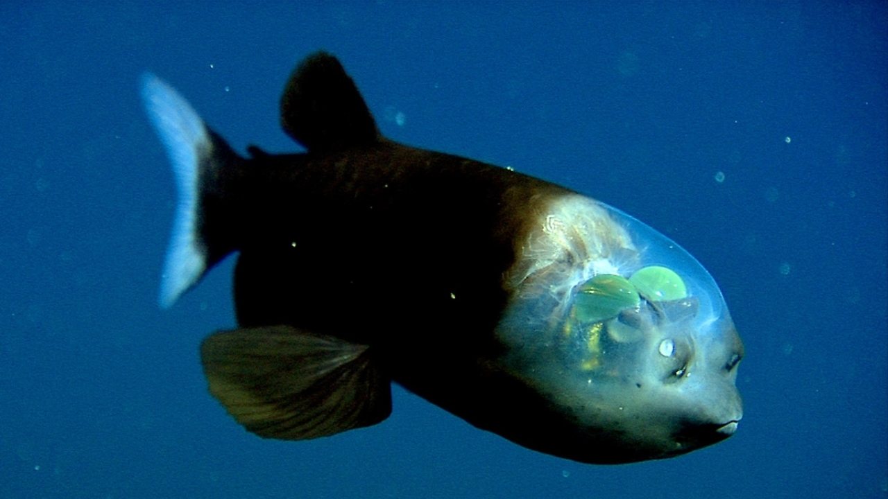 barreleye balığı