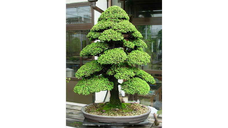 bonsai ağaç