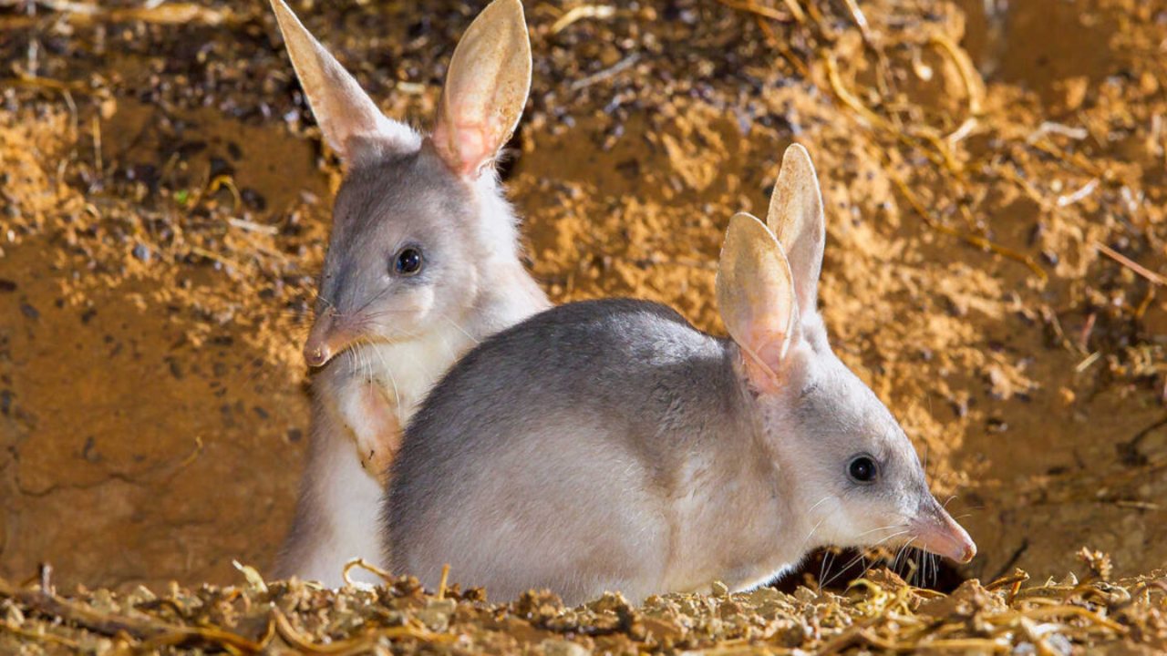 bilby