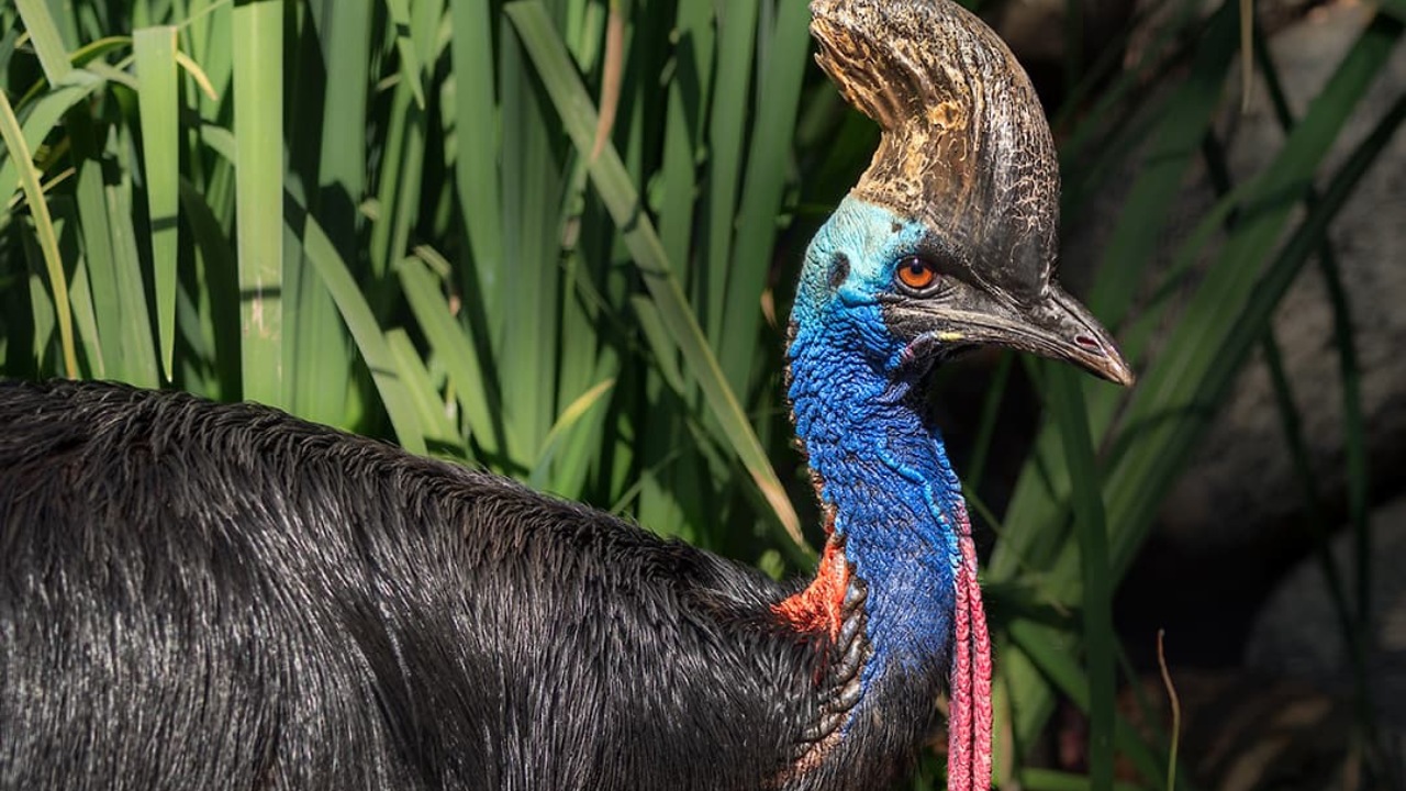 cassowary