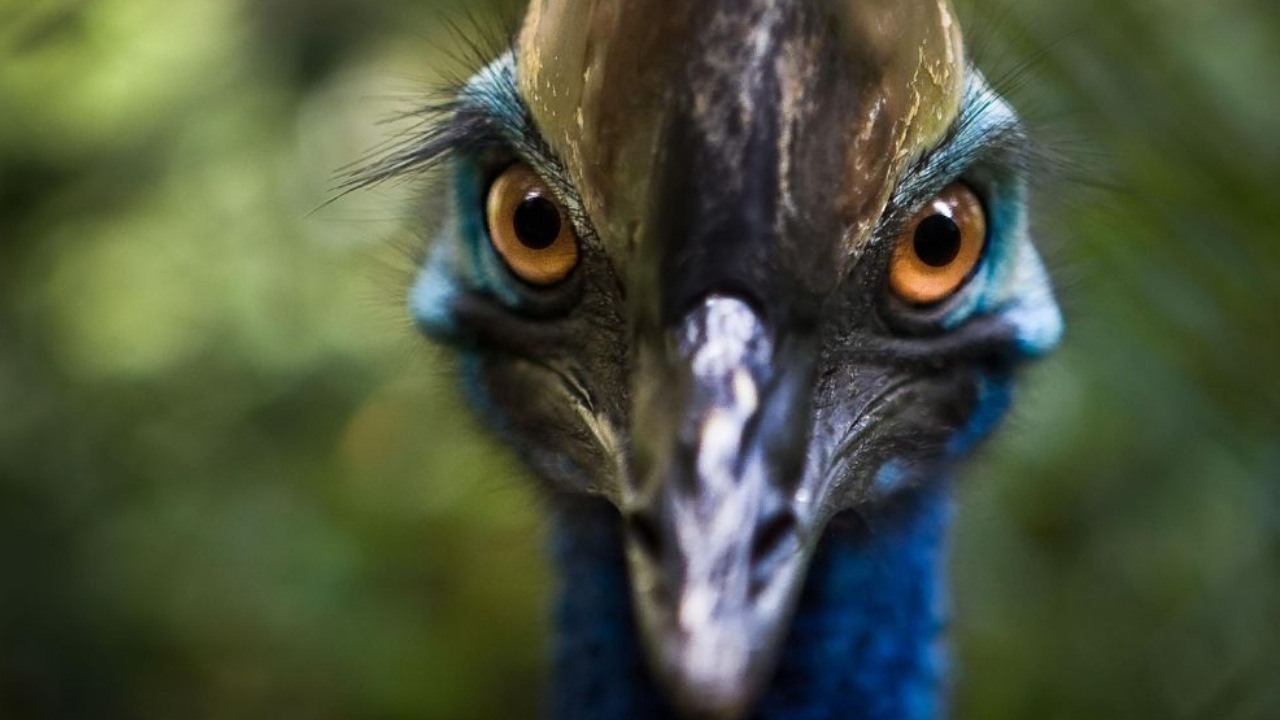 cassowary