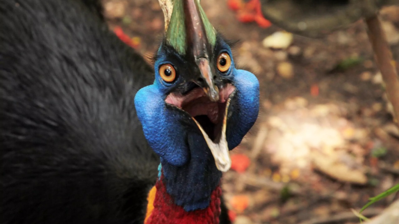 cassowary