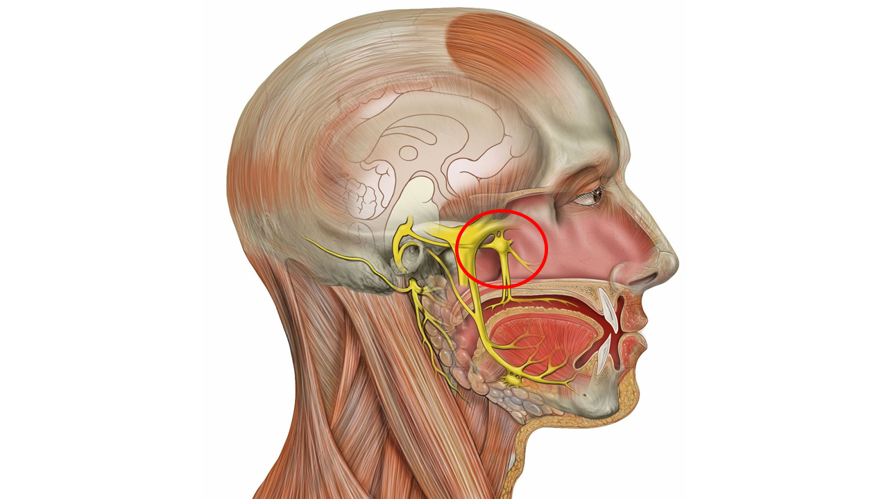 Sphenopalatin Ganglion