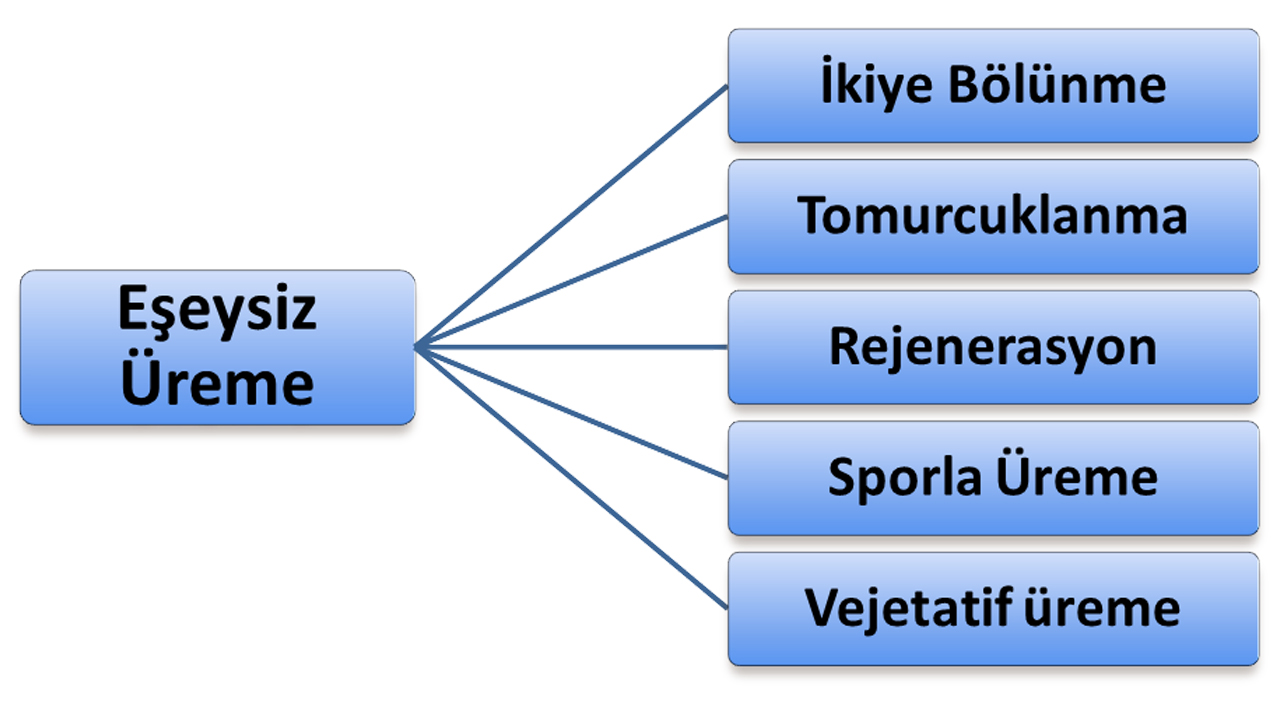 Eşeysiz üreme