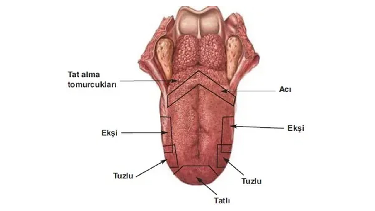 tat tomurcukları