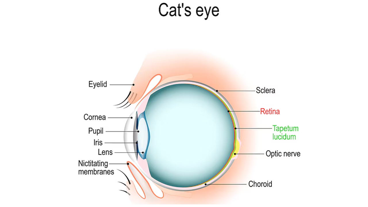 tapetum licudum