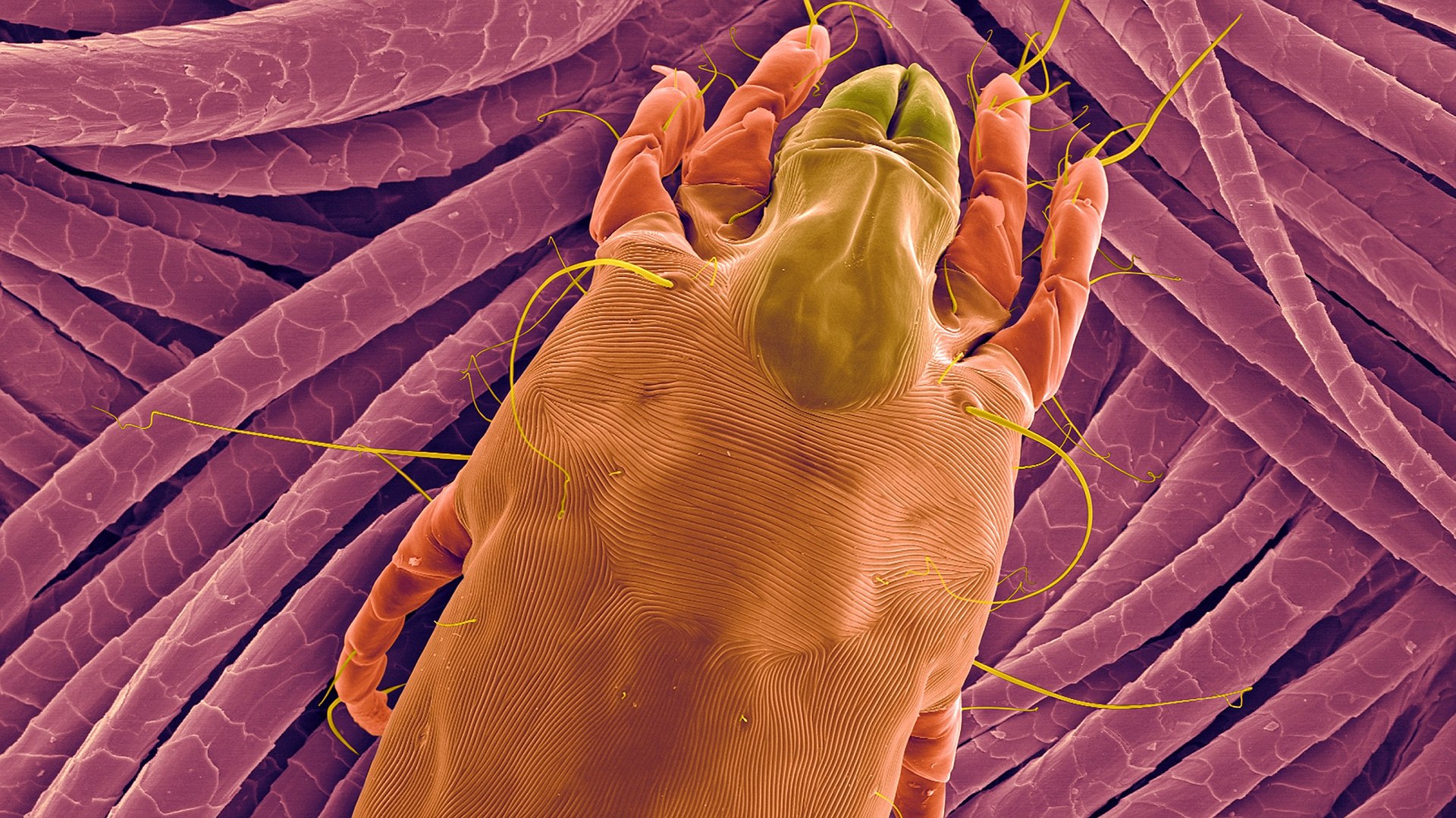 Клетки кожи под микроскопом