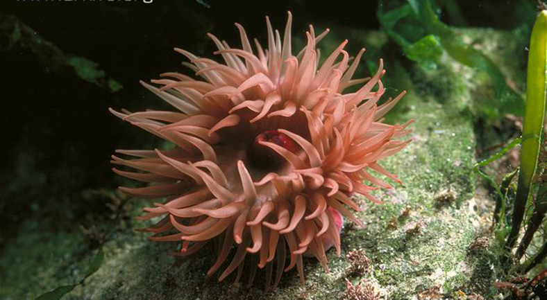 starlet sea anemone
