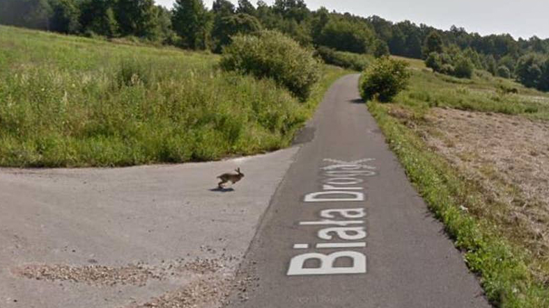 Google'ın Street View Aracı, Kayıt Sırasında Tavşana Çarptı