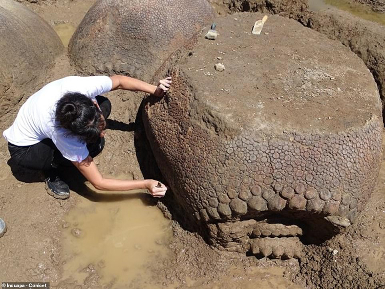 Araba Buyuklugunde Bir Armadillo Fosili Bulundu