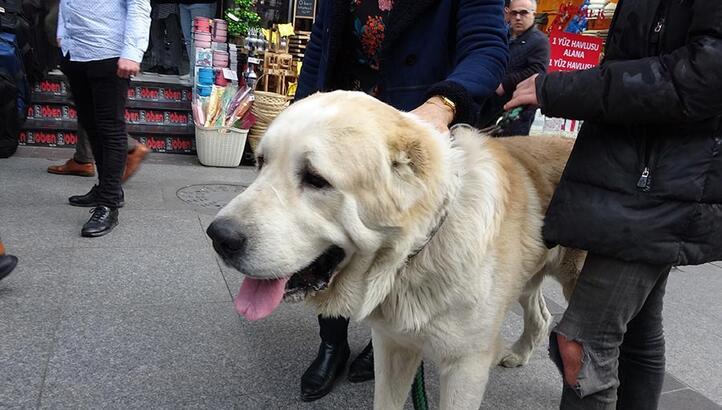 Corona Virüsü İlk Defa Bir Köpekte Görüldü