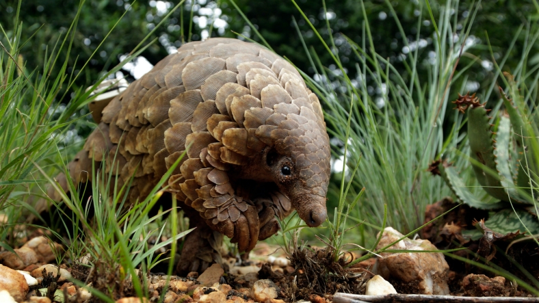 pangolin