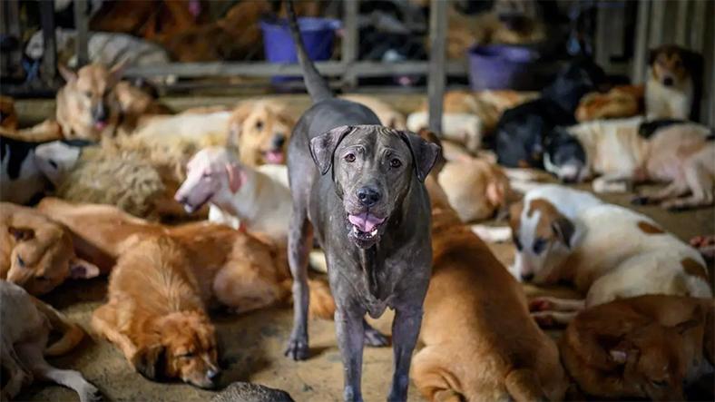 Araştırmalara Göre Koronavirüs Salgını, Köpeklerden İnsanlara Geçmiş Olabilir