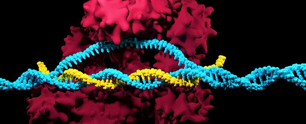 CRISPR ile Gerçekleştirilen Tedavilerin İnsanlar İçin Güvenli Olduğu Kanıtlandı