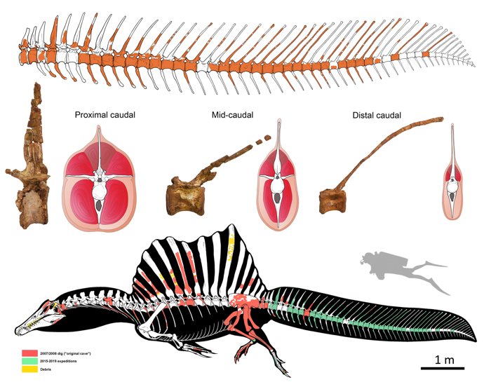 Yeni Keşif, Spinosaurusların Yüzen Dinozorlar Olduğunu Doğruluyor