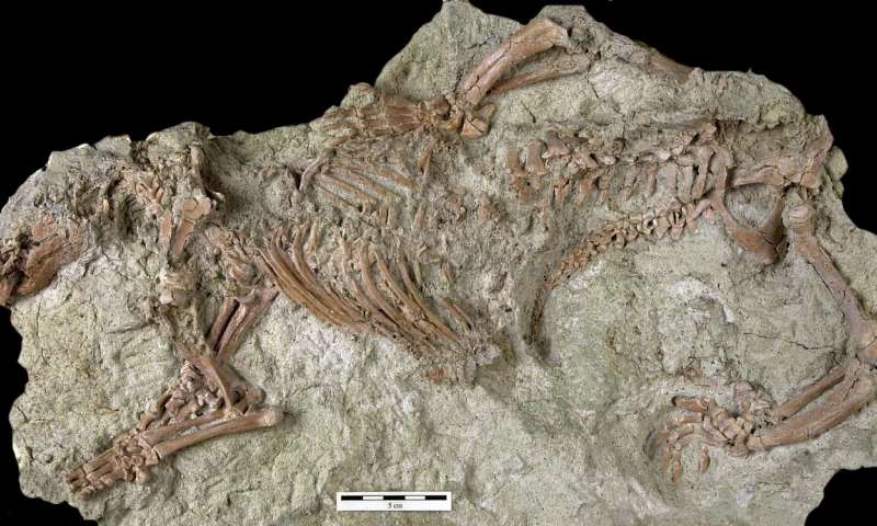 Bilim İnsanları, 66 Milyon Yıl Önce Yaşamış Yeni Bir Memeli Türü Keşfetti